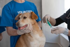 Dog getting vaccine