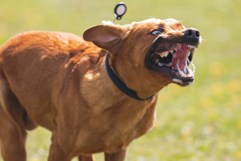 Vaccinations for Rabies