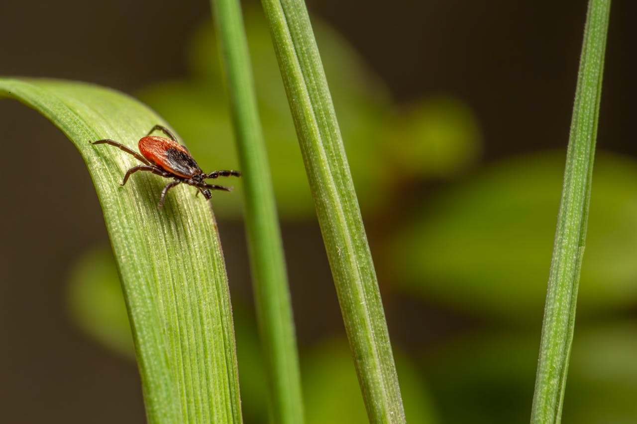 Tick bite travel health tick on grass leaf in natural environment