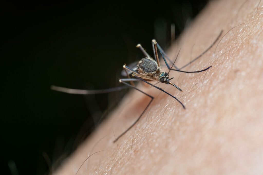 Mosquito-borne disease risks for travellers in Sri Lanka