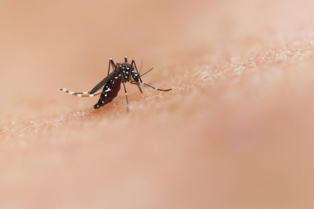 Mosquito on skin representing tropical travel health risks.